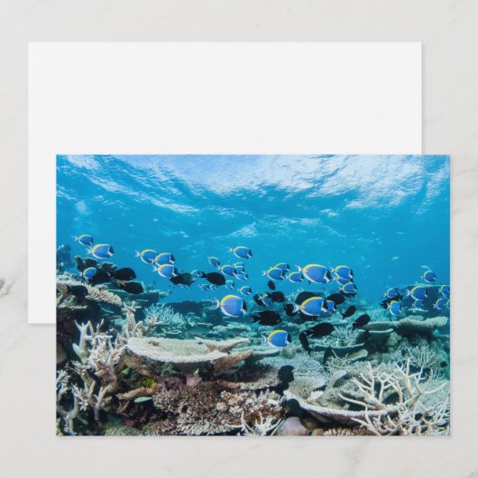 Tropical Beaches | Sturgeon Amongst Coral Bedankkaart (Voorkant / Achterkant)