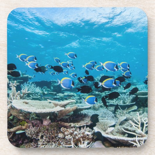 Tropical Beaches | Sturgeon Amongst Coral Bier Onderzetter (Voorkant)