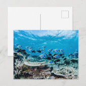 Tropical Beaches | Sturgeon Amongst Coral Briefkaart (Voorkant / Achterkant)