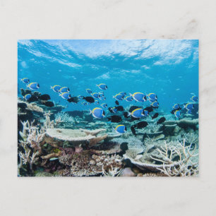 Tropical Beaches   Sturgeon Amongst Coral Briefkaart