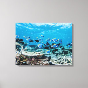 Tropical Beaches   Sturgeon Amongst Coral Canvas Afdruk