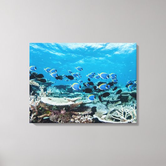 Tropical Beaches | Sturgeon Amongst Coral Canvas Afdruk (Voorkant)