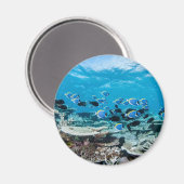 Tropical Beaches | Sturgeon Amongst Coral Magneet (Voorkant / Achterkant)