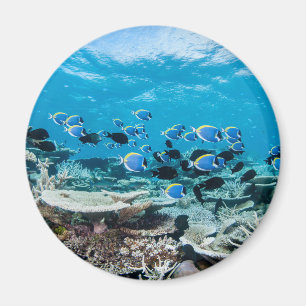 Tropical Beaches Sturgeon Amongst Coral Magneet