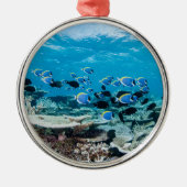 Tropical Beaches | Sturgeon Amongst Coral Metalen Ornament (Voorkant)