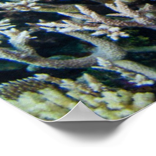 Tropical Beaches | Sturgeon Amongst Coral Poster (Hoek)