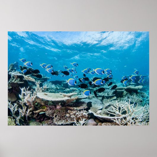 Tropical Beaches | Sturgeon Amongst Coral Poster (Voorkant)