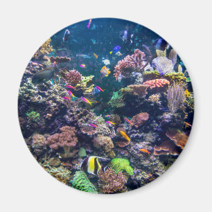 Tropical Beaches   Underwater Coral Reef Magneet