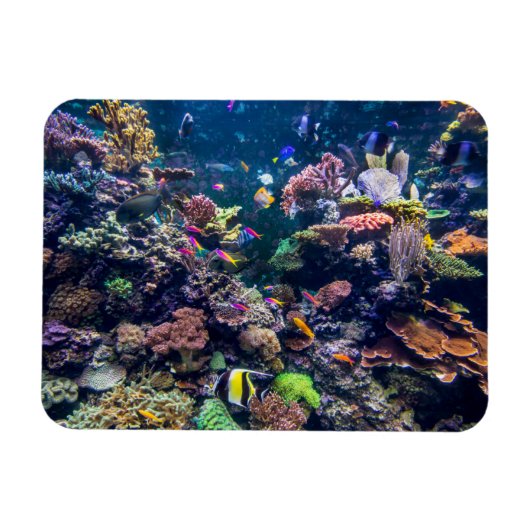 Tropical Beaches | Underwater Coral Reef Magneet (Horizontaal)