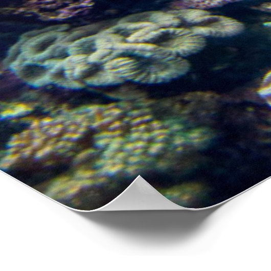 Tropical Beaches | Underwater Coral Reef Poster (Hoek)