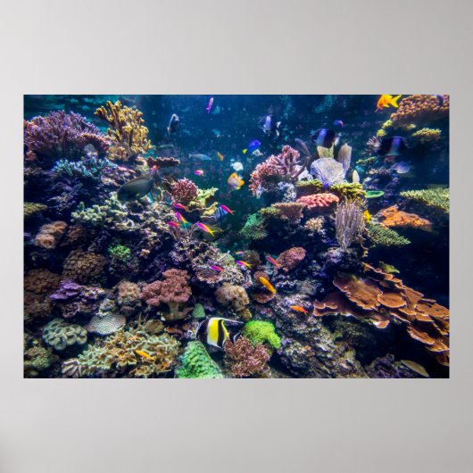 Tropical Beaches | Underwater Coral Reef Poster (Voorkant)