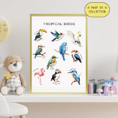 Tropical Birds Educational Poster