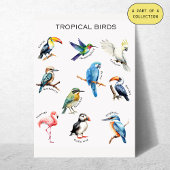 Tropical Birds Educational Poster