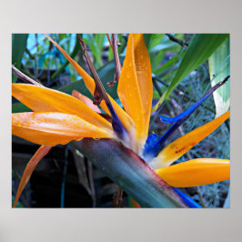Tropical Crane Flower Floral Photographic Poster