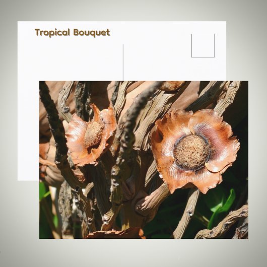 Tropical Dried Coconut Flowers Floral Briefkaart