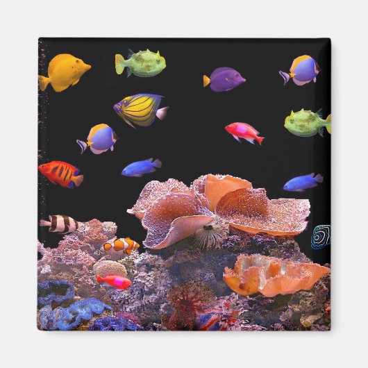 Tropical Fish afbeelding voor Square-Magnet Magneet (Voorkant)
