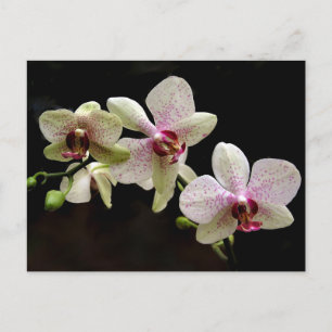 Tropical Flowers briefkaart