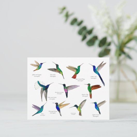 Tropical Hummingbirds  Briefkaart (Staand voorkant)