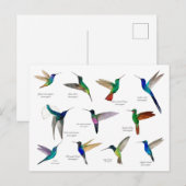 Tropical Hummingbirds  Briefkaart (Voorkant / Achterkant)
