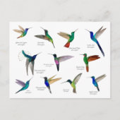 Tropical Hummingbirds  Briefkaart (Voorkant)