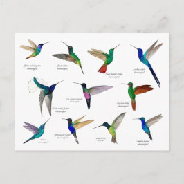 Tropical Hummingbirds  Briefkaart