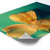 Tropical Lily Poster (Hoek)
