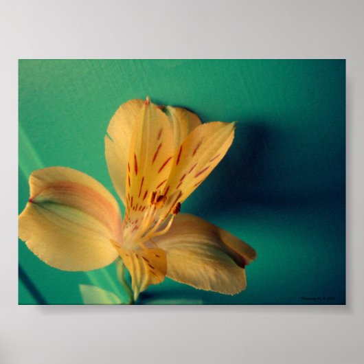 Tropical Lily Poster (Voorkant)