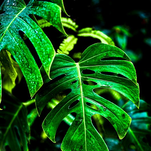 Tropical Monstera Glow – Jungle Leaf Photography Theedoek