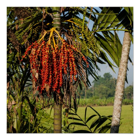 Tropical Palm Fruit Bali Square Art Poster (Voorkant)