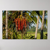 Tropical Palm Fruit Island Landscape Poster Print (Voorkant)