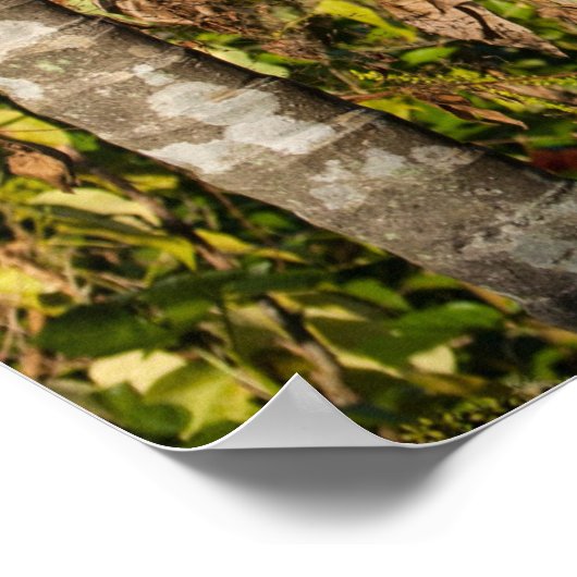 Tropical Palm Fruit Island Landscape Poster Print (Hoek)