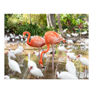 Tropical Pink Flamingo Natuur Foto Afdruk