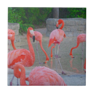 Tropical Pink Florida Flamingos Waterverf Tegeltje
