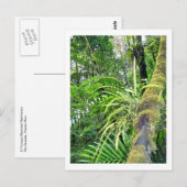 Tropical Plants at El Yunque National Rainforest Briefkaart (Voorkant / Achterkant)