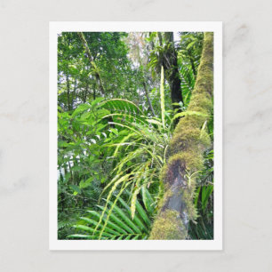 Tropical Plants at El Yunque National Rainforest Briefkaart