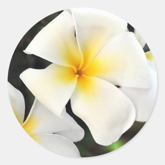 Tropical Plumeria Flower Sticker (Voorkant)