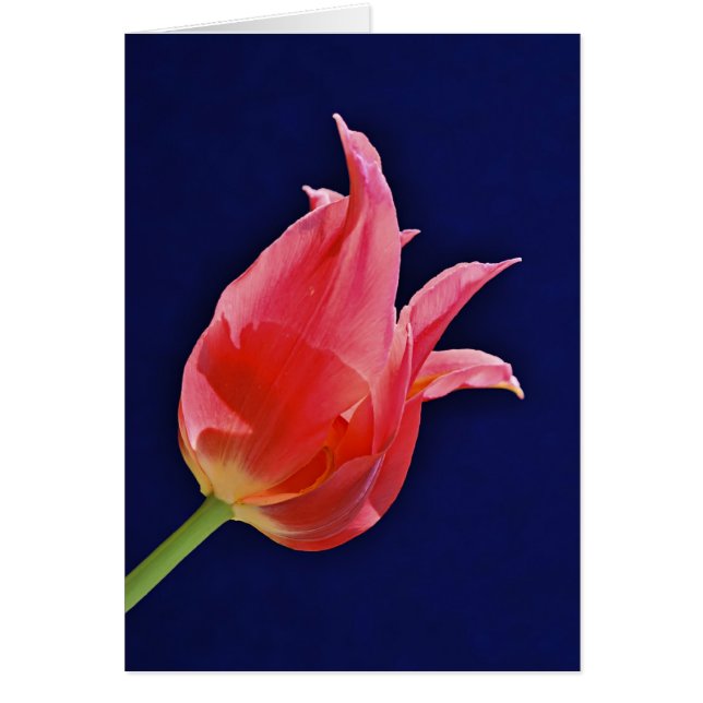 Tropical Punch Tulip (Voorkant)