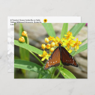 Tropical Queen Butterfly, FL - briefkaart