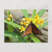 Tropical Queen Butterfly, FL - briefkaart (Voorkant)