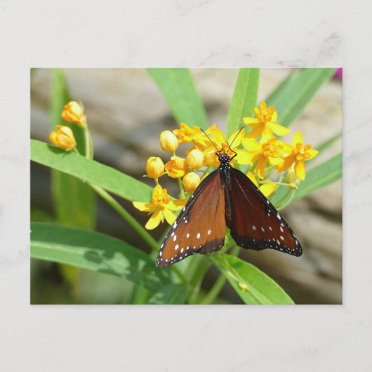 Tropical Queen Butterfly, FL - briefkaart (Voorkant)