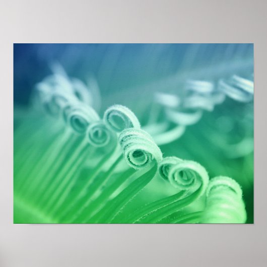 Tropical Sago Palm Tree Natuur Kunstfotografie Poster (Voorkant)