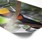 Tropical Toucan Design Foto Vergroting Afdruk (Hoek)