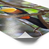 Tropical Toucan Design Foto Vergroting Afdruk (Hoek)