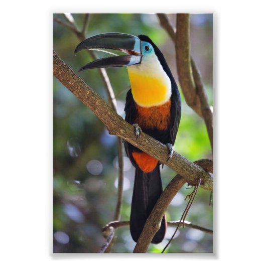 Tropical Toucan Design Foto Vergroting Afdruk (Voorkant)