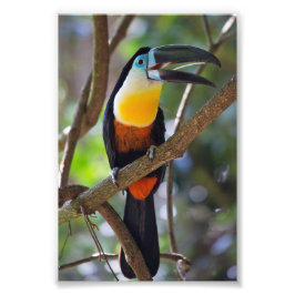 Tropical Toucan Design Foto Vergroting Foto Afdruk