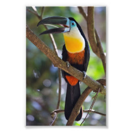 Tropical Toucan Design Foto Vergroting Foto Afdruk
