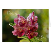 Tropical Vanda Orchid Cluster Card (Voorkant Horizontaal)