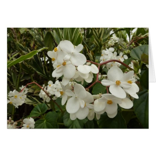 Tropical White Begonia Floral (Voorkant Horizontaal)