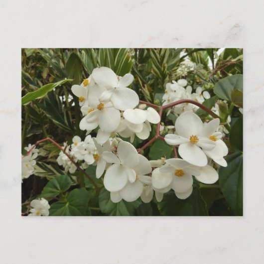 Tropical White Begonia Floral Briefkaart (Voorkant)