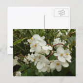 Tropical White Begonia Floral Briefkaart (Voorkant / Achterkant)